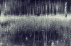 Mystic forest...2