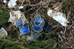 Motyle