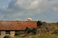 Ovca na streche ?