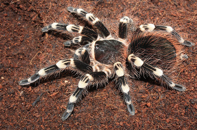 acanthoscurria geniculata