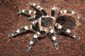 acanthoscurria geniculata