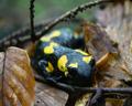 salamandra skvrnita