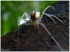 Ebrechtella