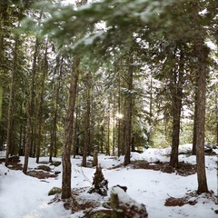 trees