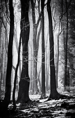 Lesné tajomstvá spod Sitna