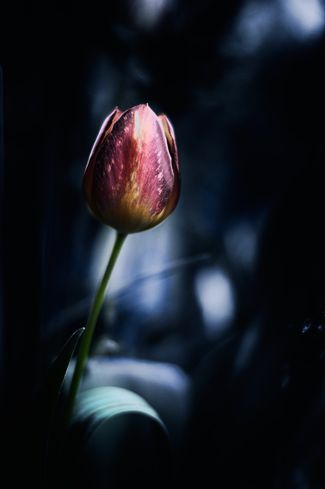O kráse tulipánov...