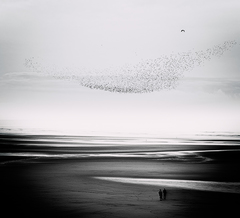 V krajine morských vtákov II.