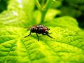 Fly