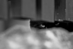 black cat