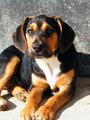 Modeling dog
