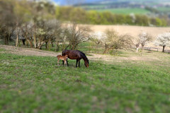 Na miniatúrnej farme