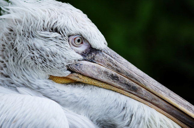 Prípad pelikán
