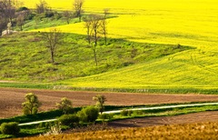 limetkovo-citronovy cikcak