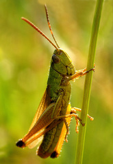 Green and orange