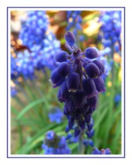 pro jedno kvítí slunce nesvítí