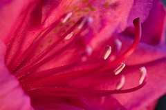 rododendron