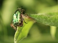 Scarabaeidae