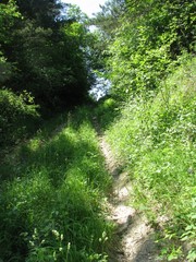 Cesta vrškom