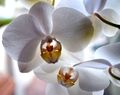 orchidea