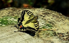 Otakárek,ještě jednou