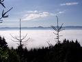 Inverzia