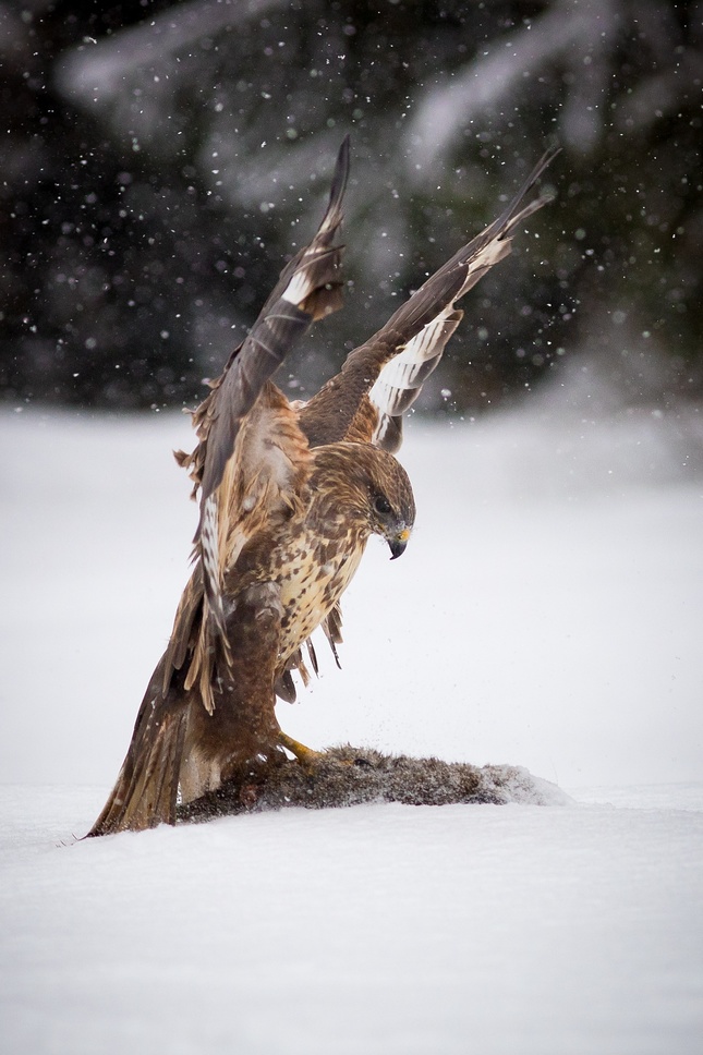 Buteo Buteo II