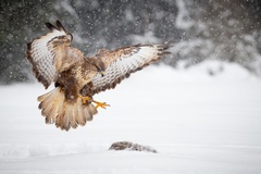 Buteo Buteo I