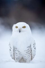 Hedwiga I