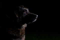 Low-key dog portrait II