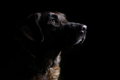 Low-key dog portrait I