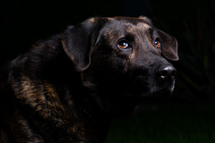 Low-key dog portrait III