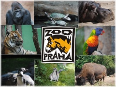 Zoo  Praha