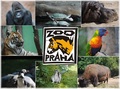 Zoo  Praha