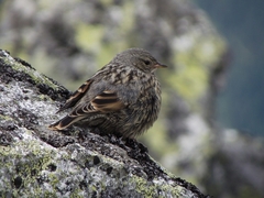 vtáčik na kriváni