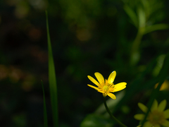 Blyskáč cibuľkatý