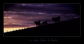 La vache du Cantal