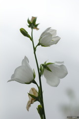 Biely kvet darujem ti biely kvet