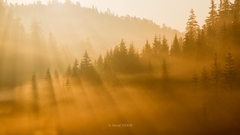 Cez koruny stromov ..