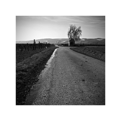 Tam kde sa prebúdza víno