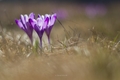 Violet..