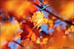 Autumn Harmony I