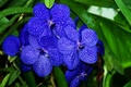 Unknow flower