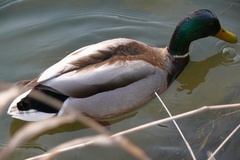 Duck