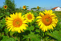 sunflowers