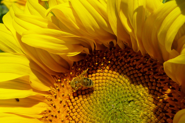 bee on sunflower