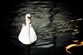 swan