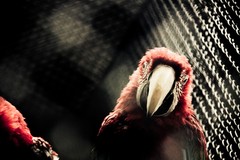 inside the cage