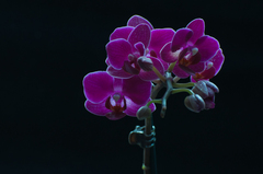 orchidea na čiernom