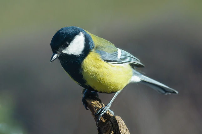 Parus major