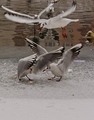 Suboj o ppotravu